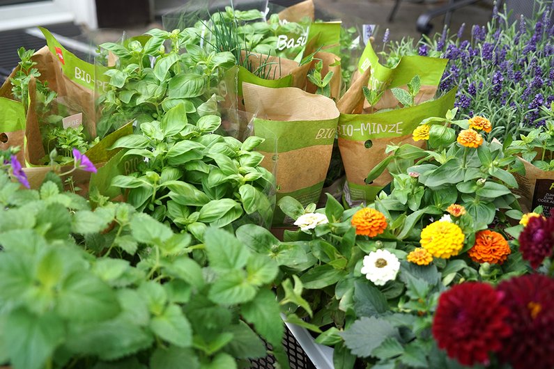 Blumen und Kräuter